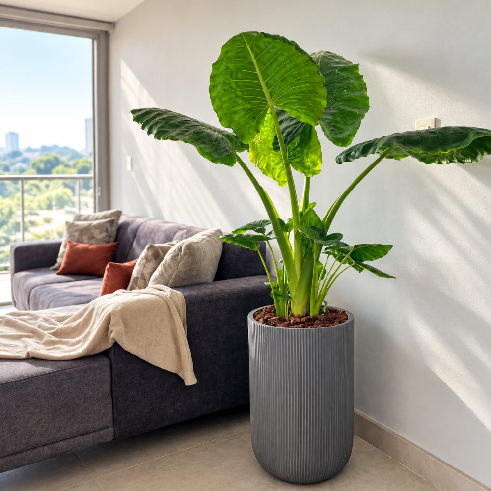 Miniatura de Alocasia Oreja de Elefante