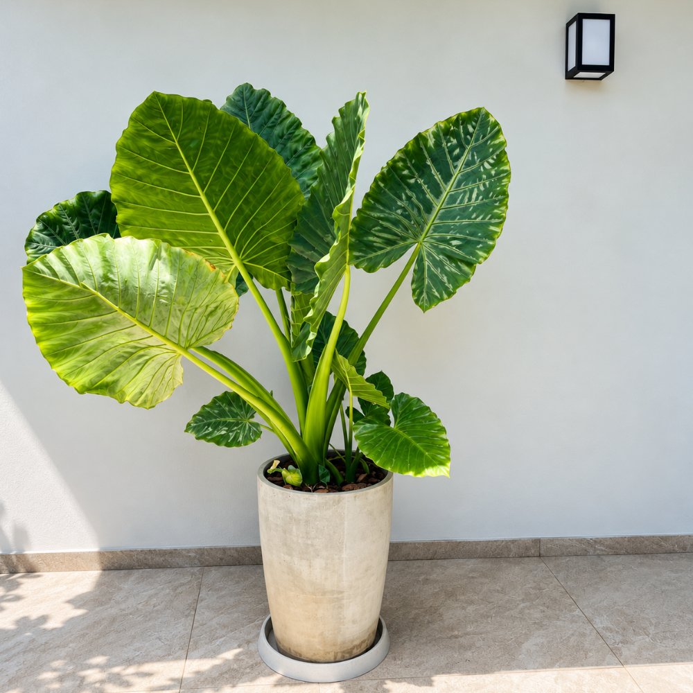 Miniatura de Alocasia Oreja de Elefante