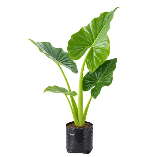 Alocasia Oreja de Elefante