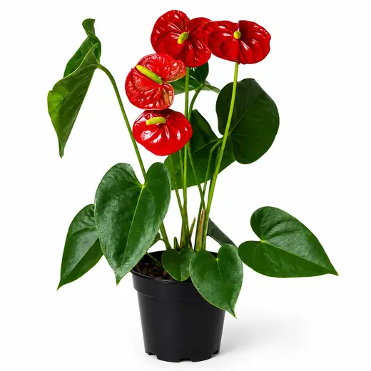 Anturio
