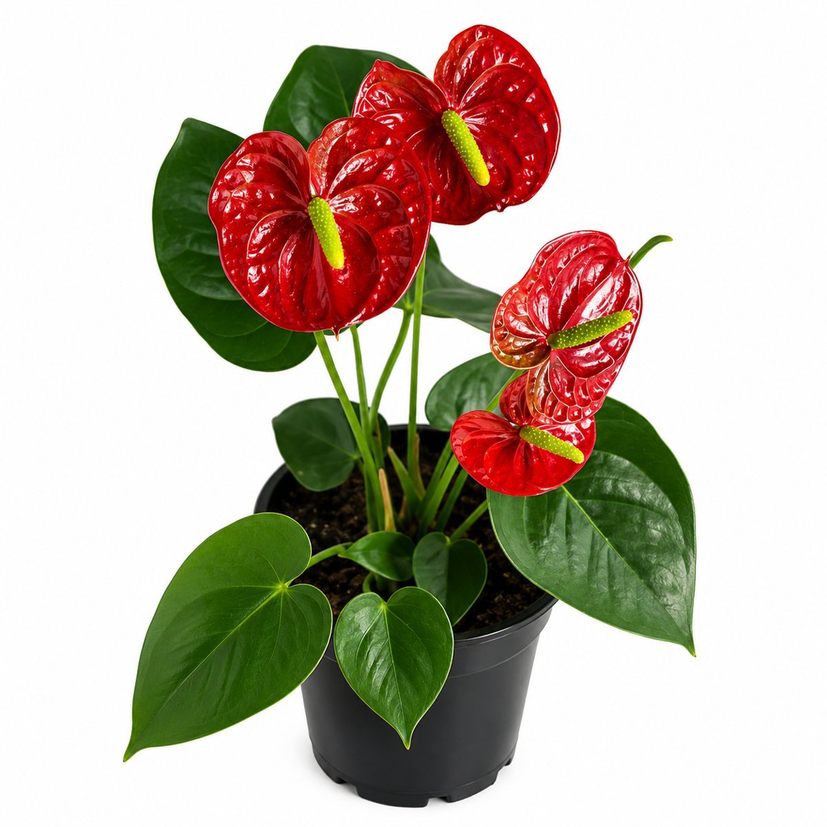 Miniatura de Anturio Rojo Chico