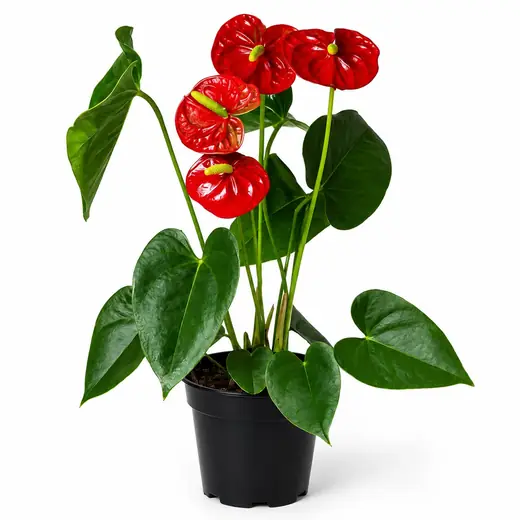 Anturio Rojo Chico