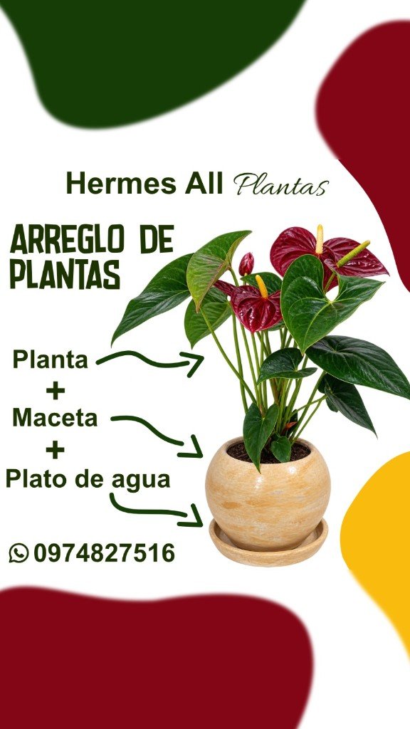 Arreglo de Anturio Rojo