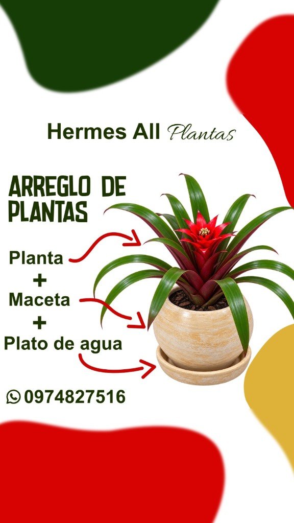 Arreglo de Bromelia Roja