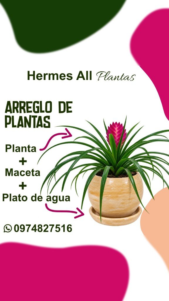 Arreglo de Bromelia Rosa