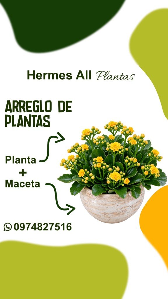 Arreglo de Kalanchoe Amarillo