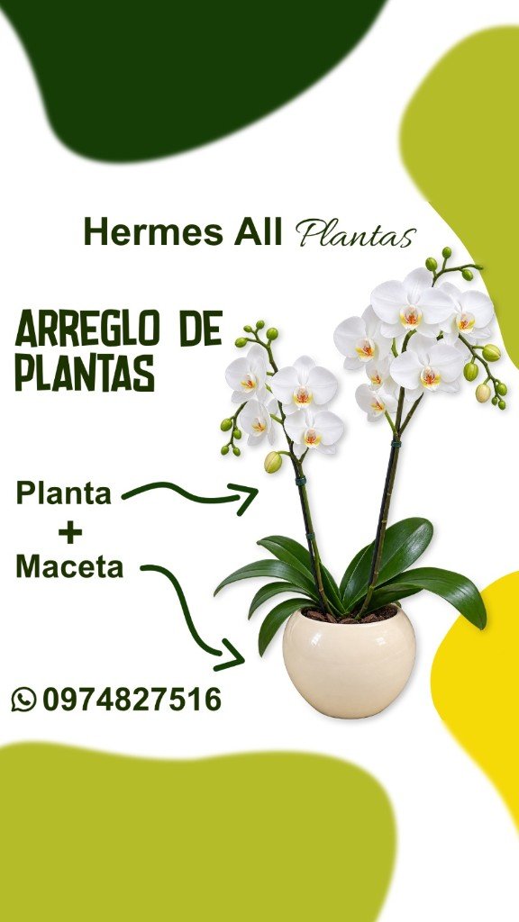 Arreglo de Orquídea Blanca