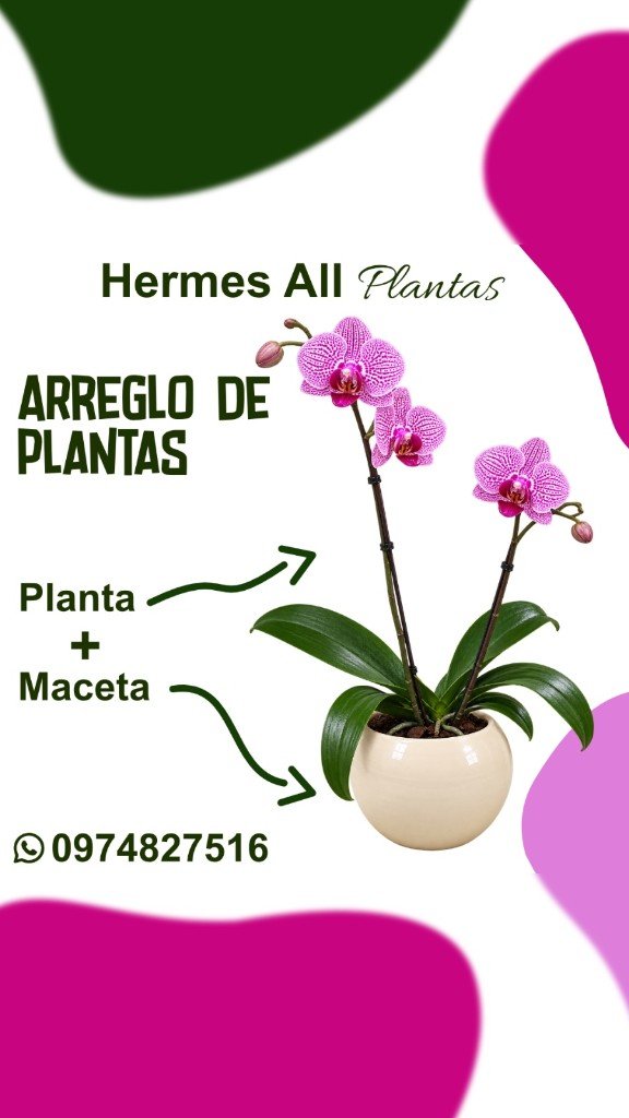 Arreglo de Orquídea Rosada
