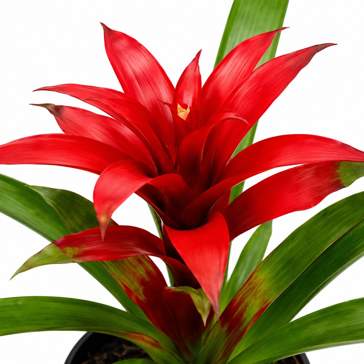 Miniatura de Bromelia Roja
