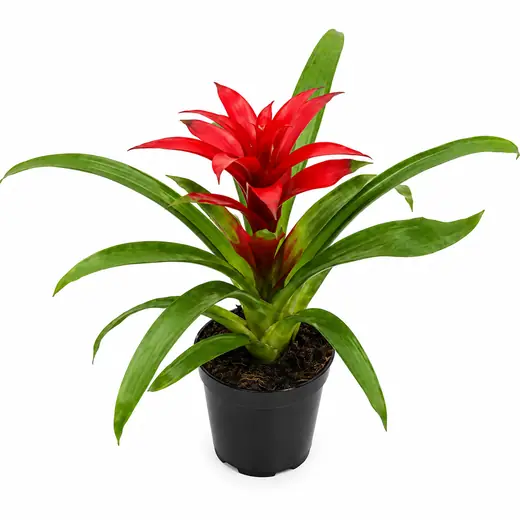 Bromelia Roja