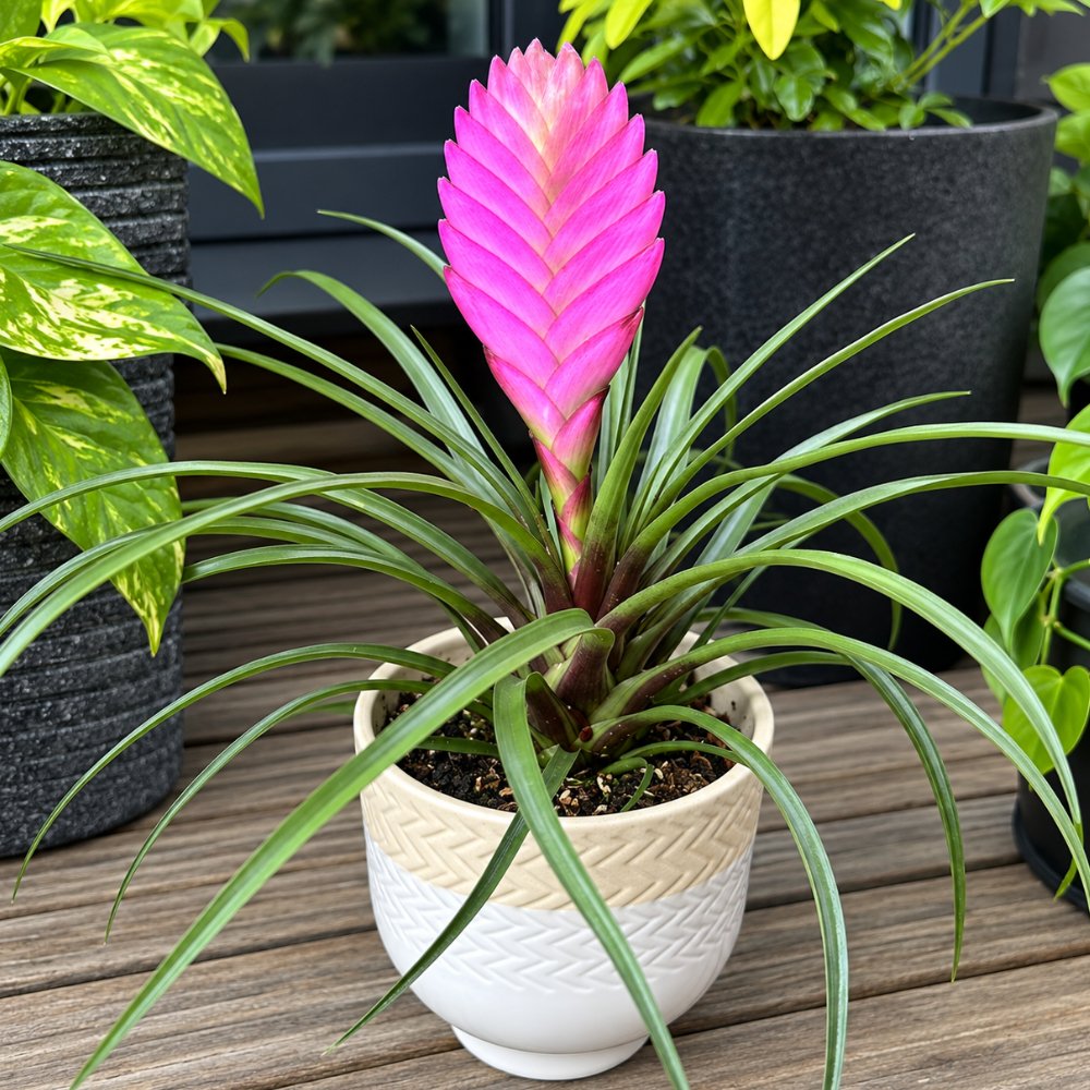 Miniatura de Bromelia Tillandsia