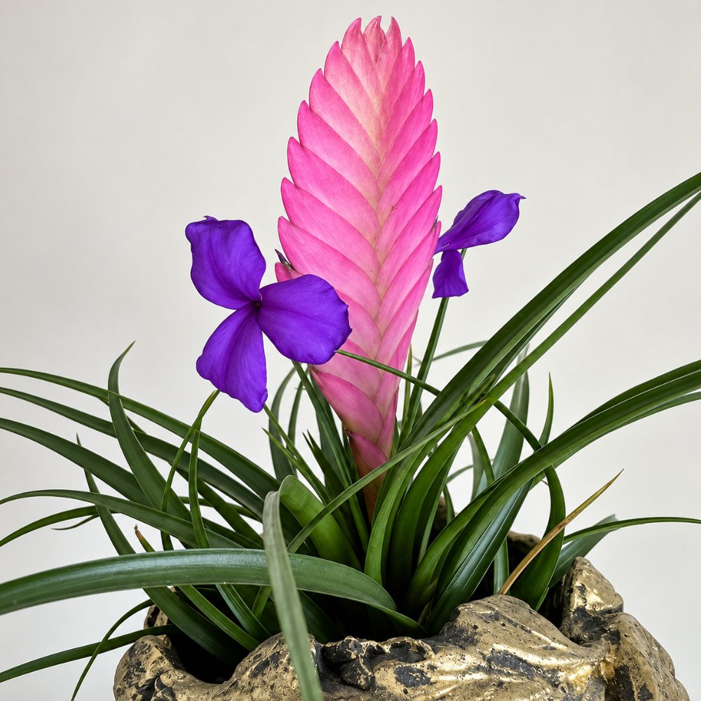 Miniatura de Bromelia Tillandsia
