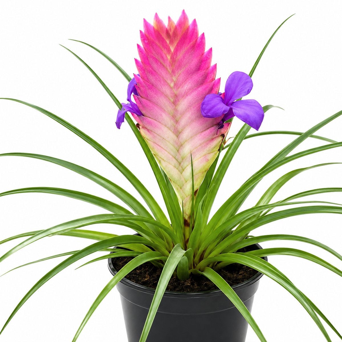 Miniatura de Bromelia Tillandsia