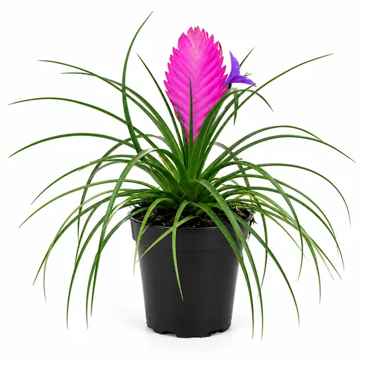Bromelia Tillandsia