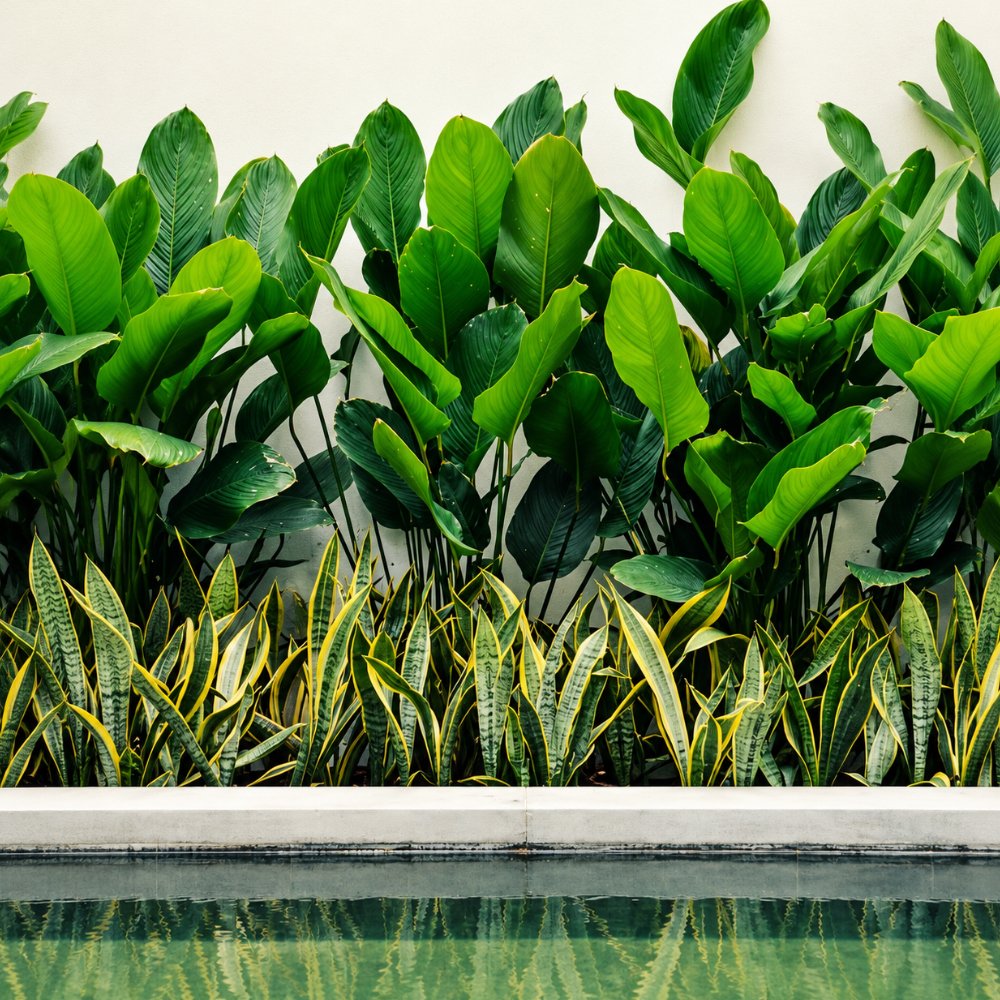 Miniatura de Calathea Verde Grande