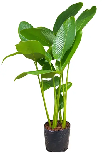 Calathea Verde Grande
