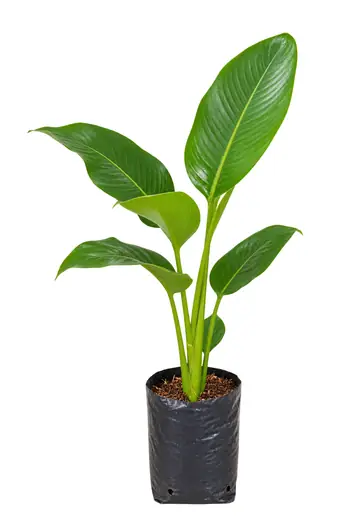 Calathea Verde Pequeña