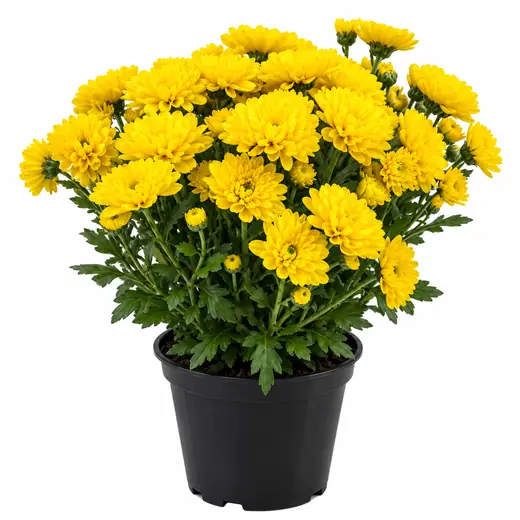 Crisantemo Amarillo Ramo