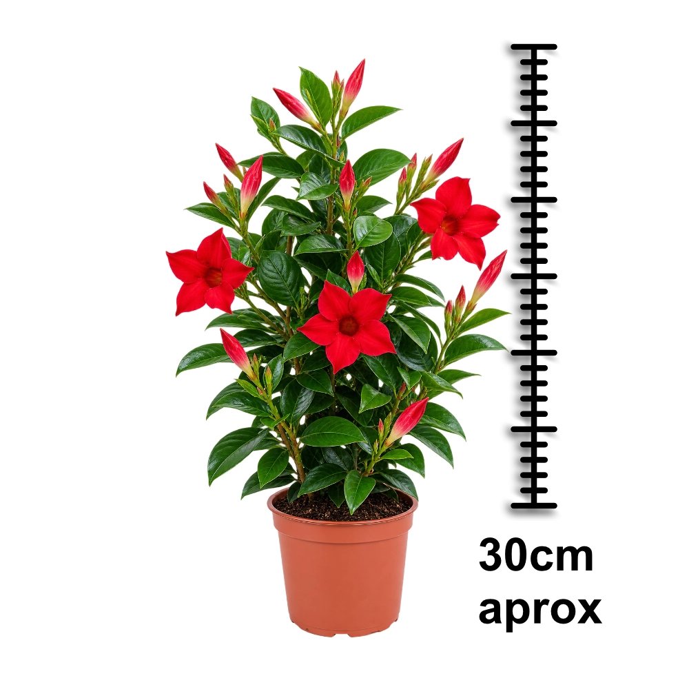 Miniatura de Dipladenia Roja