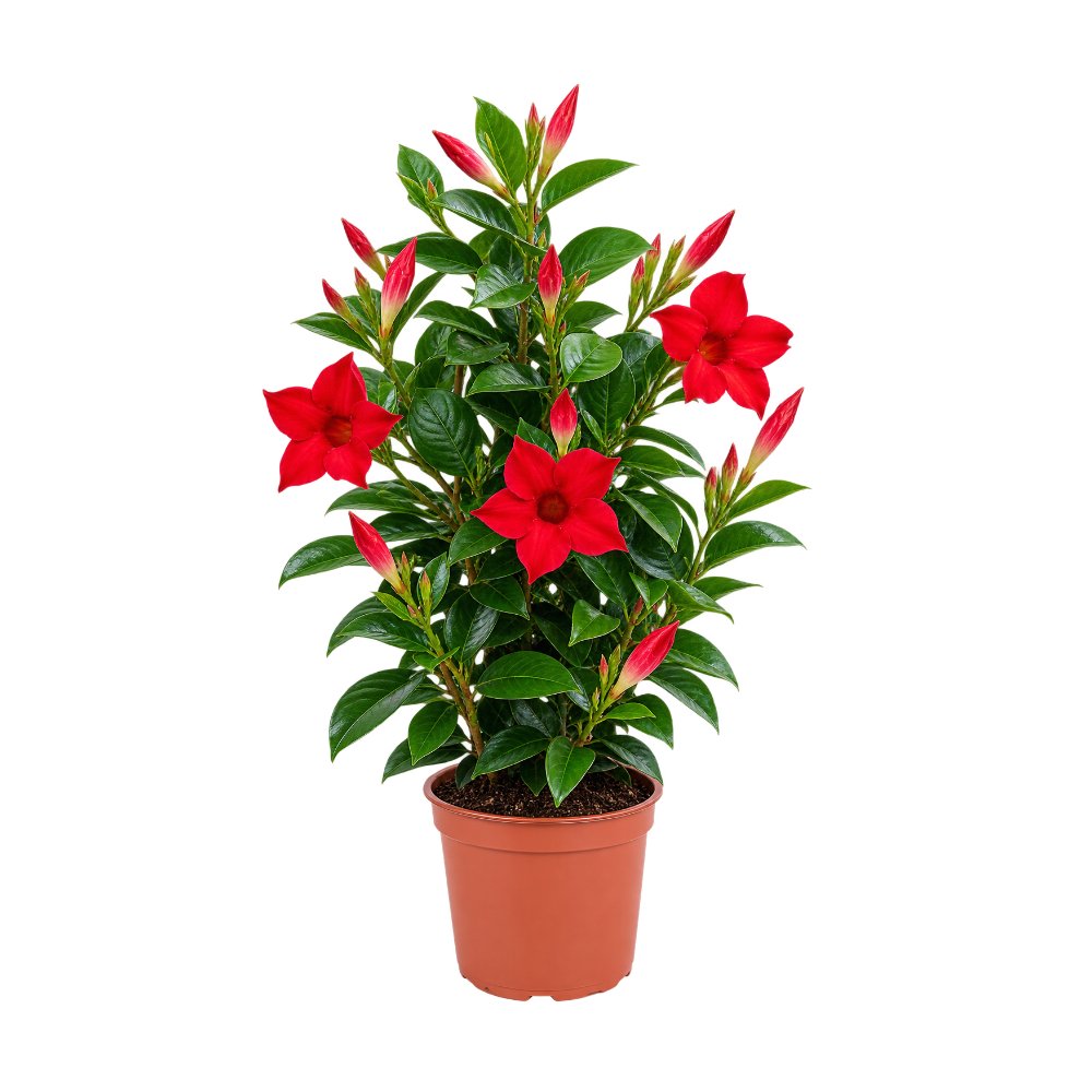 Dipladenia Roja