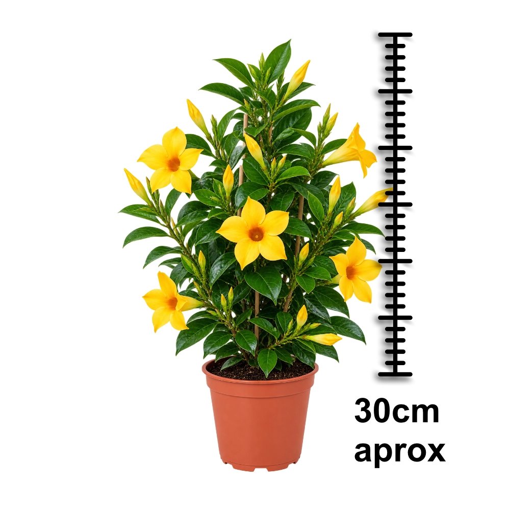 Miniatura de Dipladenia Amarilla