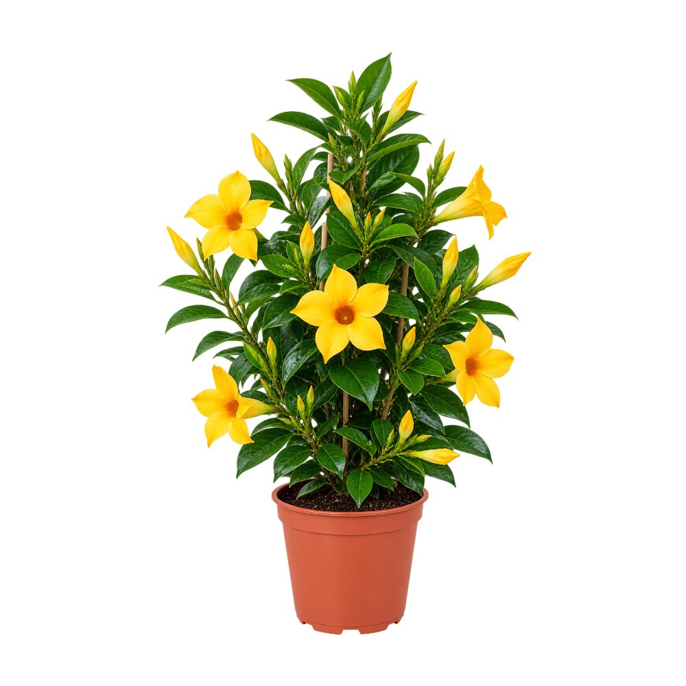 Dipladenia Amarilla