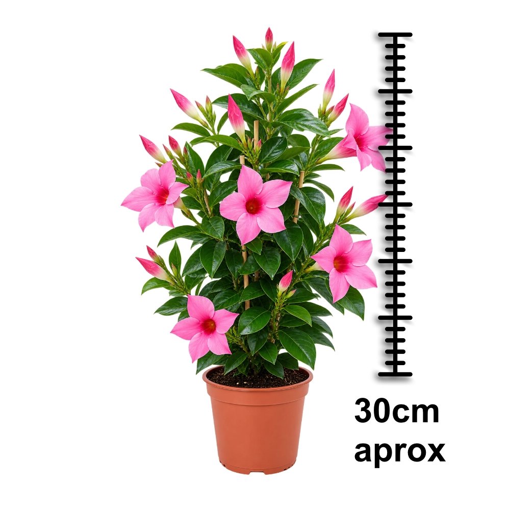 Miniatura de Dipladenia Rosa