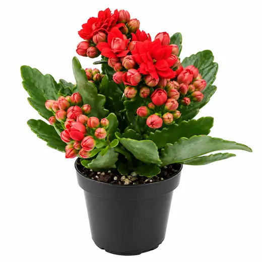 Kalanchoe Rojo chico Brasilero
