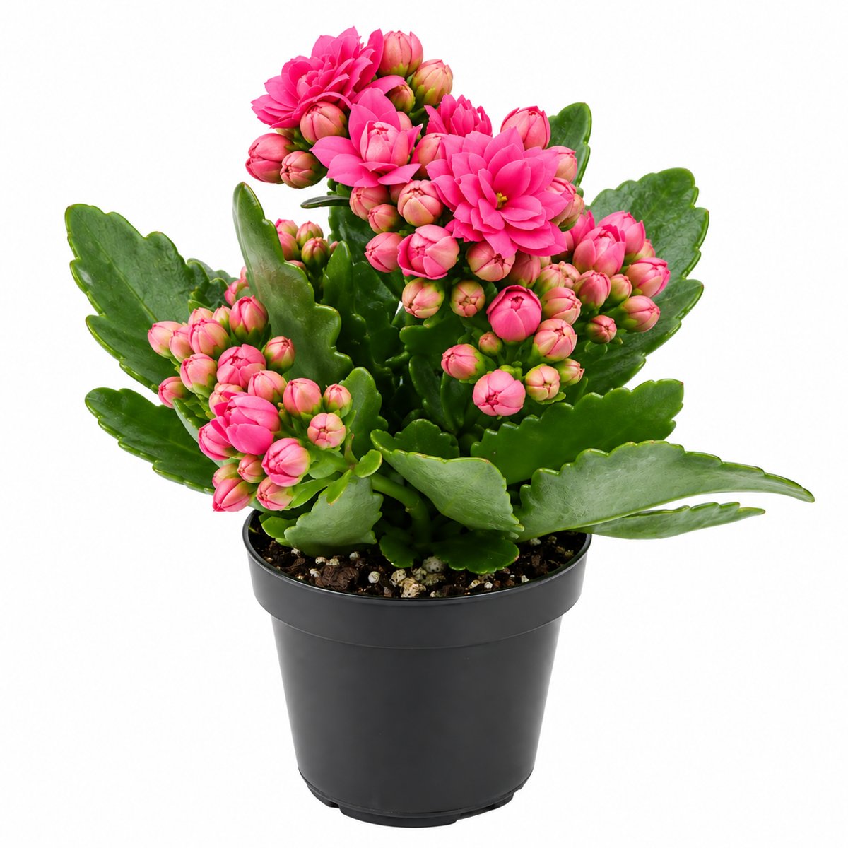 Kalanchoe Rosa chico Brasilero