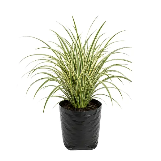 Liriope Abigarrado