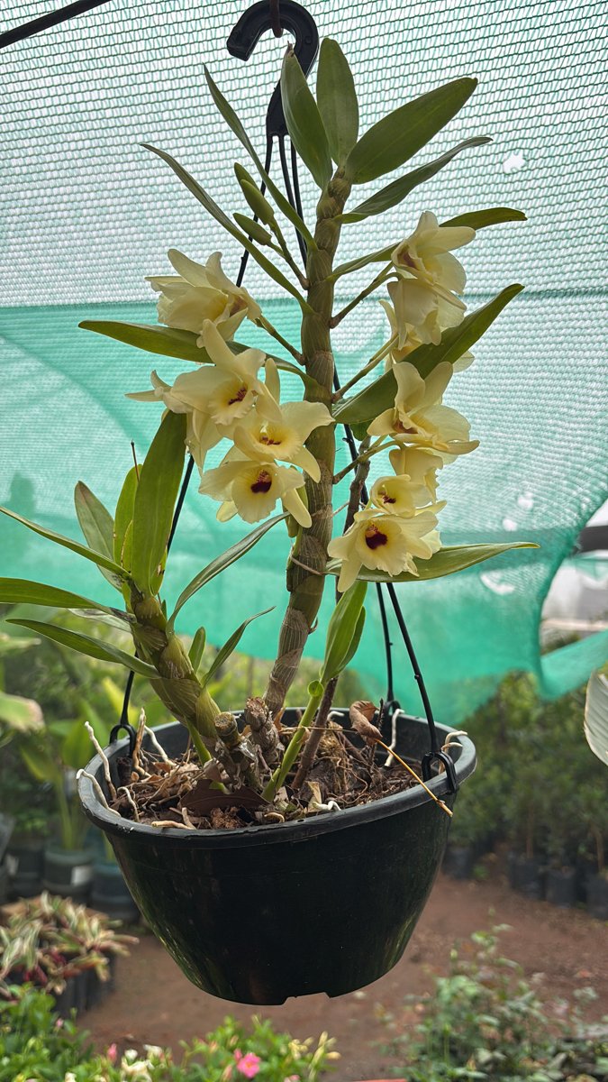 Orquidea Dendrobium