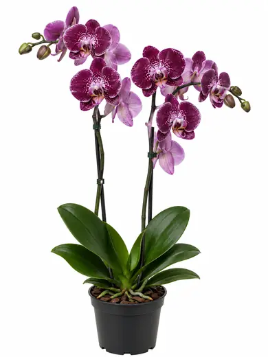 Orquidea Mariposa lila