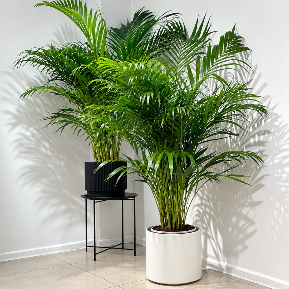 Miniatura de Palmera Pignea Enana