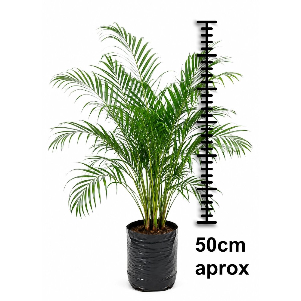 Miniatura de Palmera Pignea Enana