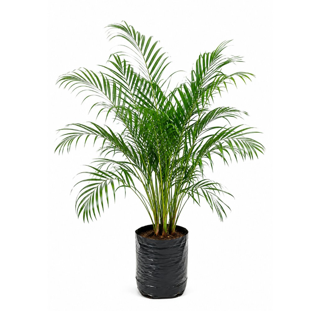 Palmera Pignea Enana