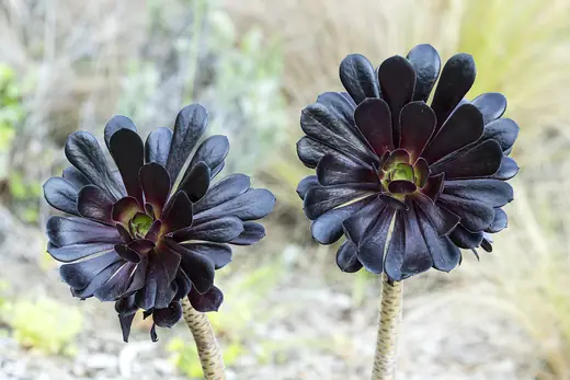 Aeonium