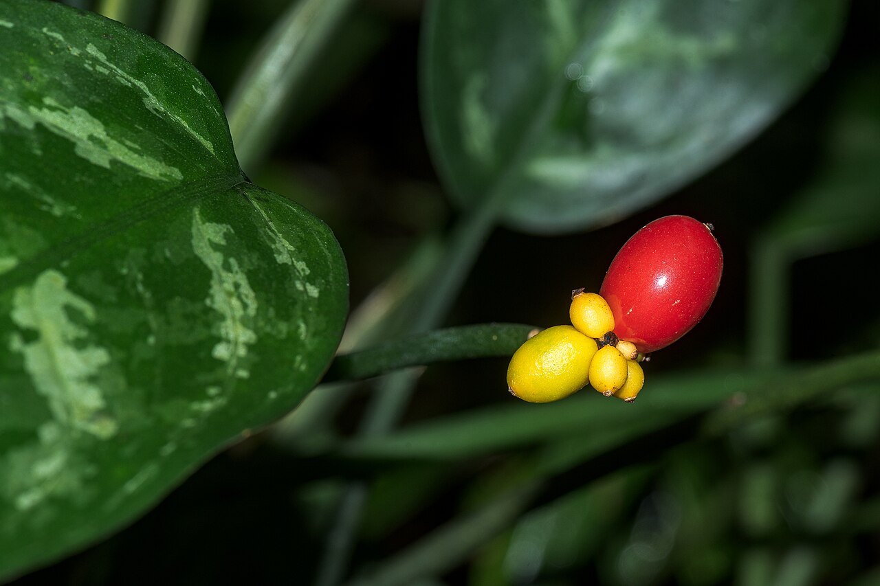 Aglaonema