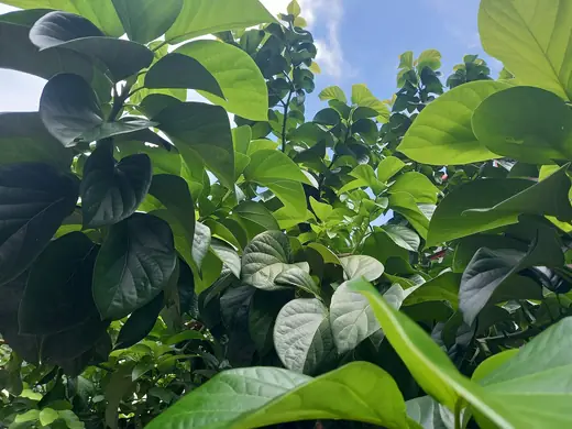Aguacate