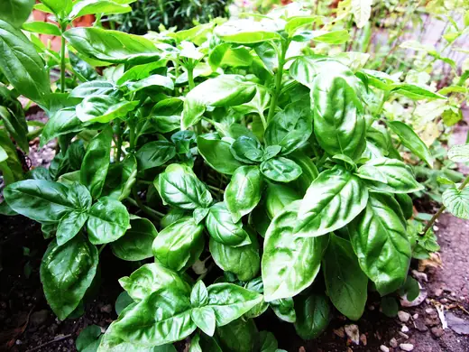 Albahaca