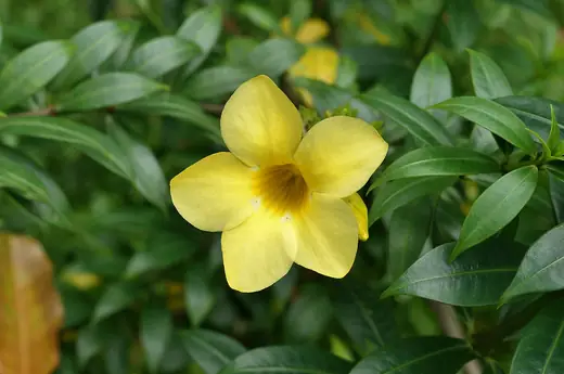 Allamanda
