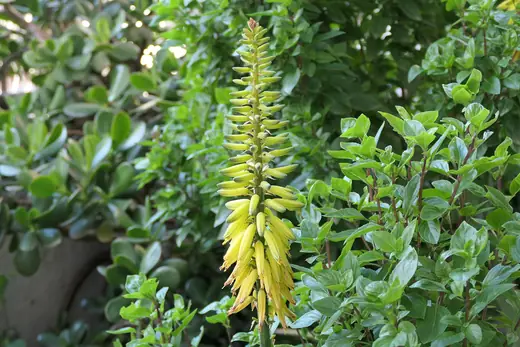 Aloe Vera