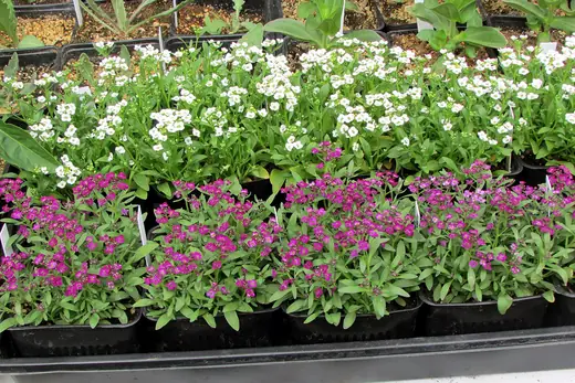 Alyssum