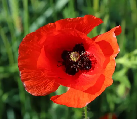 Amapola
