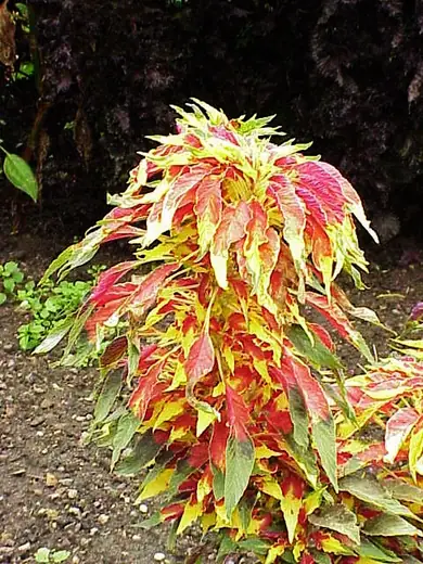 Amaranto Ornamental