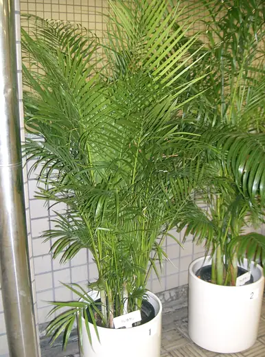 Areca
