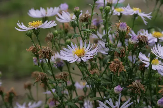 Aster