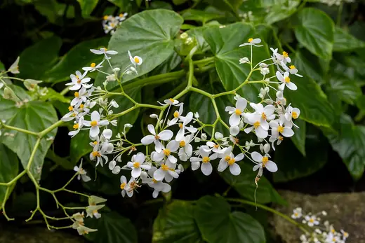 Begonia