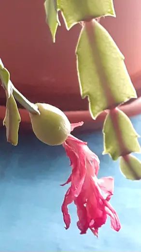 Cactus de Navidad