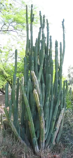 Cactus San Pedro