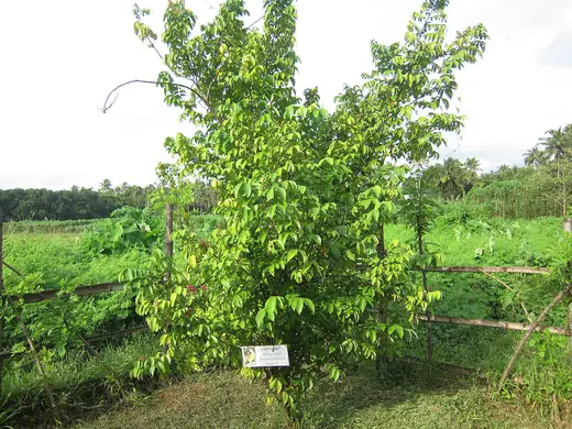 Carambola